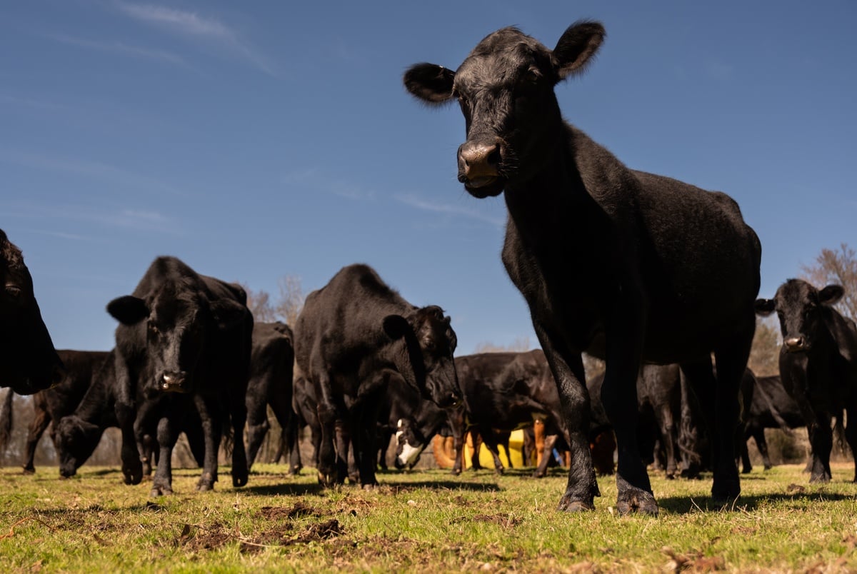 Texas sued over its lab-grown meat ban